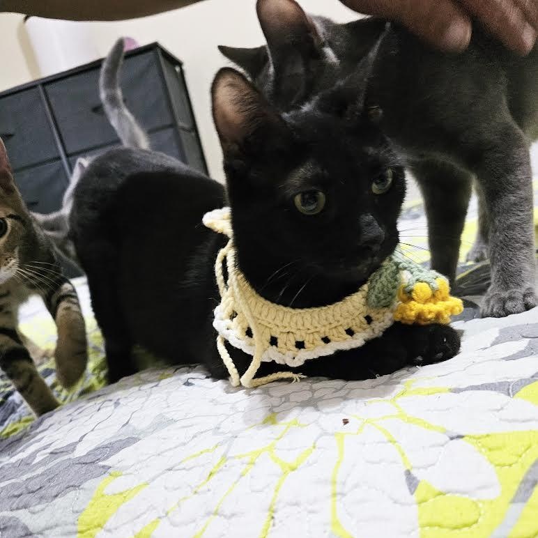 China, a Adoptable Bombay in Salem, NH image 6/6