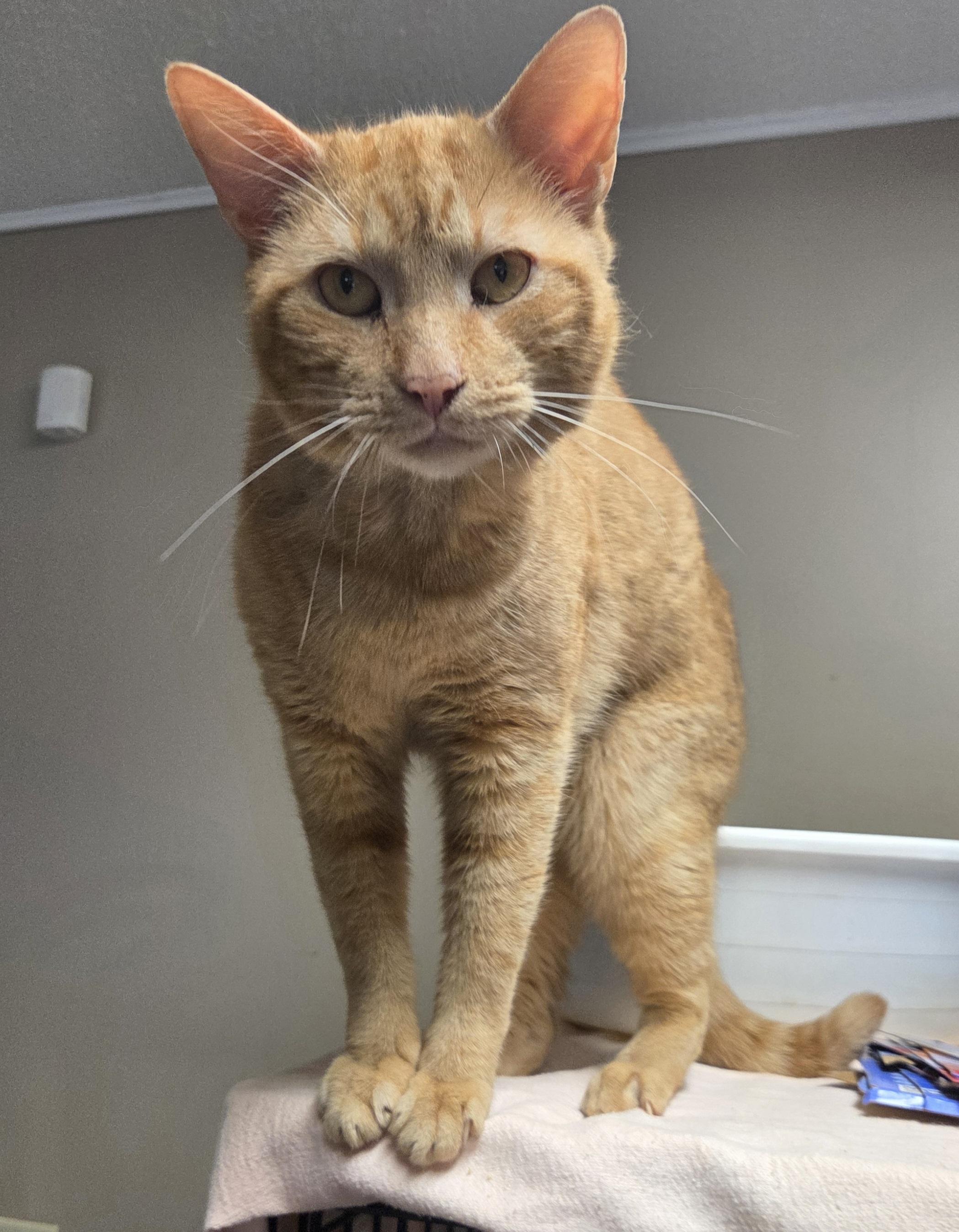 Reggie McDuff, an adopted Domestic Short Hair in Mansfield Center, CT image 3/4