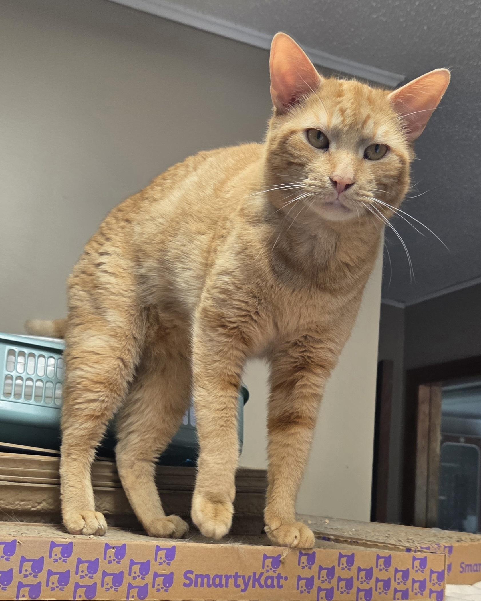 Reggie McDuff, an adopted Domestic Short Hair in Mansfield Center, CT image 4/4