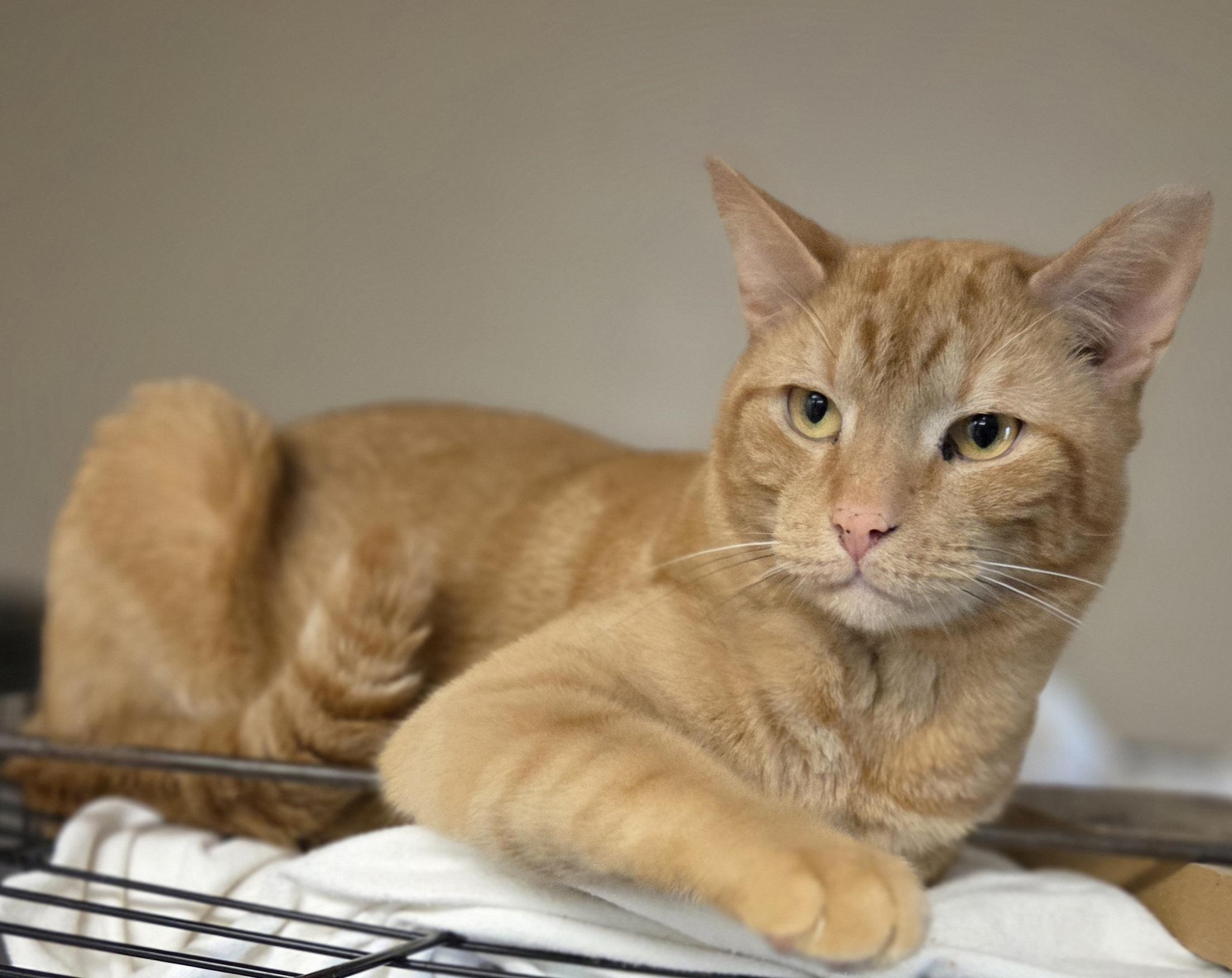 Reggie McDuff, adopted, Adult Male Domestic Short Hair.