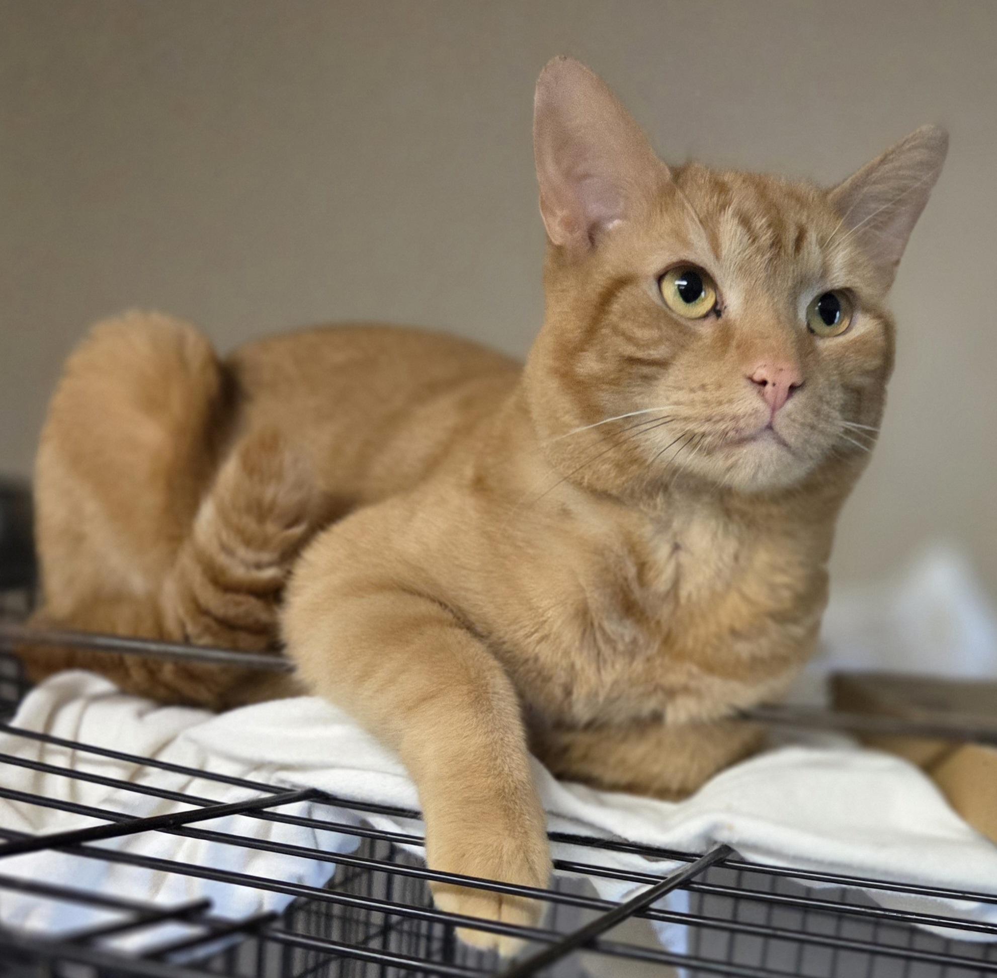 Reggie McDuff, an adopted Domestic Short Hair in Mansfield Center, CT image 2/4