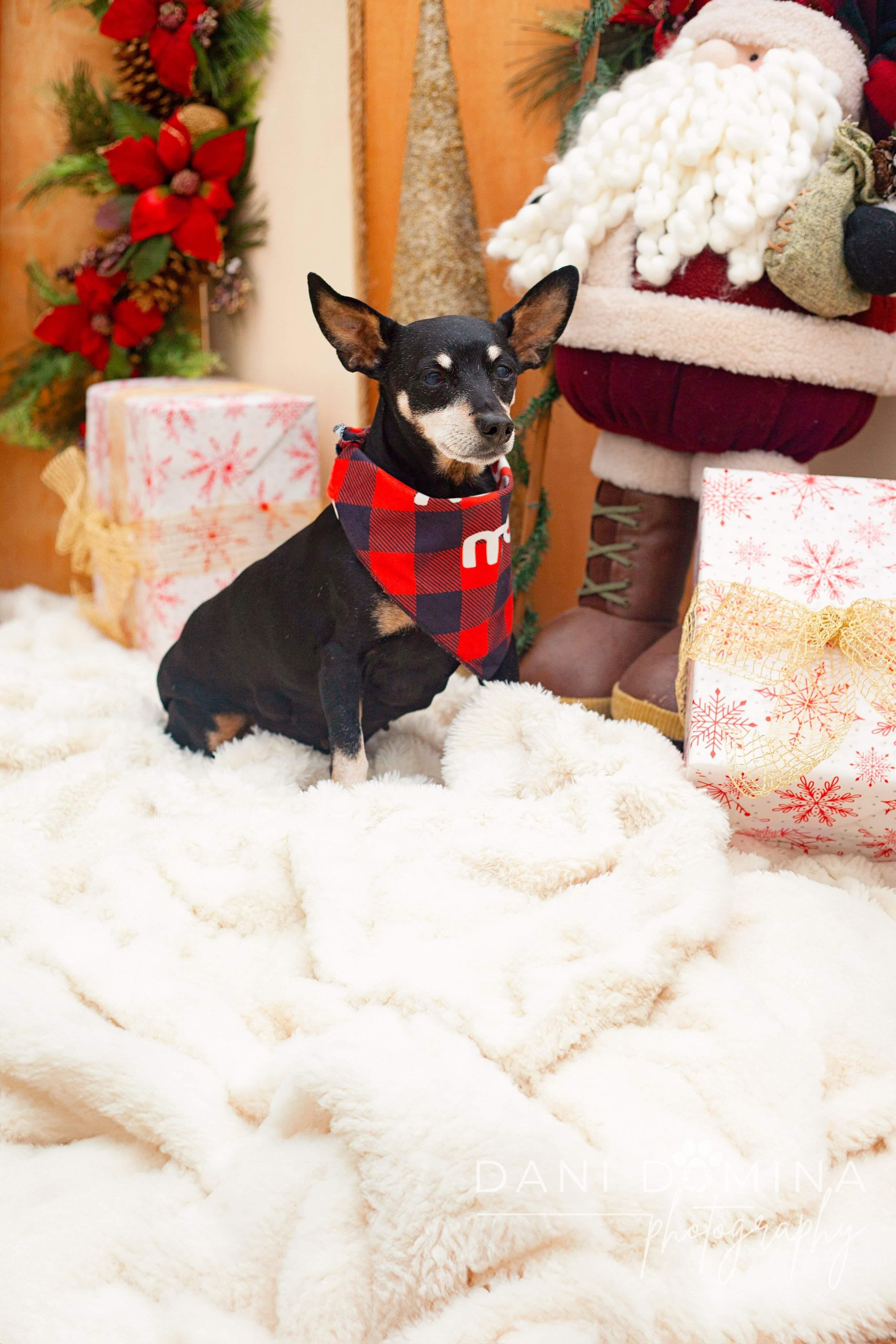 Dorothy, Senior Female Chihuahua
