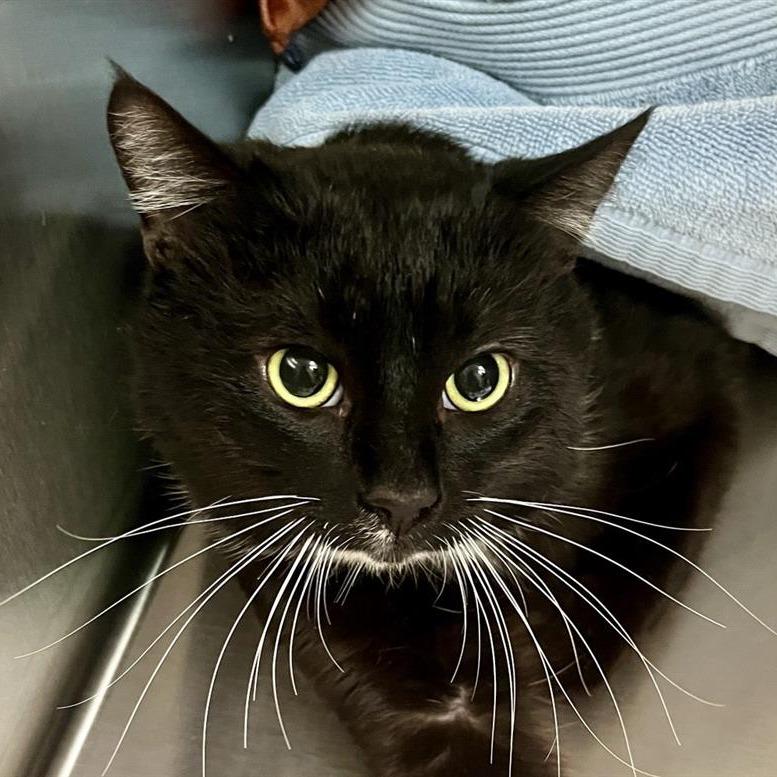 Barney, Adoptable, Adult Male Domestic Short Hair.