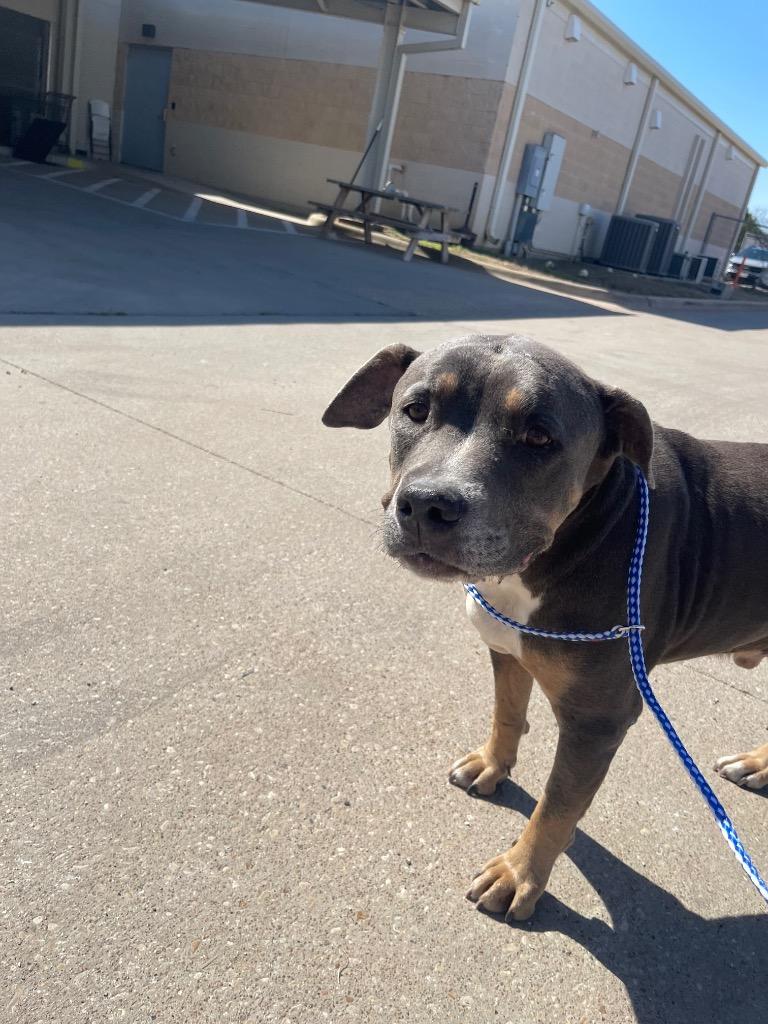 Motto*, Adoptable, Adult Male Pit Bull Terrier.