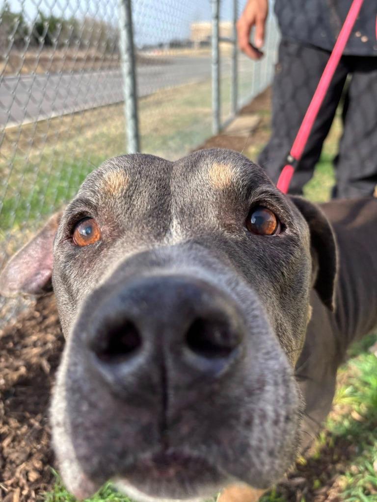 Motto*, Adoptable, Adult Male Pit Bull Terrier.