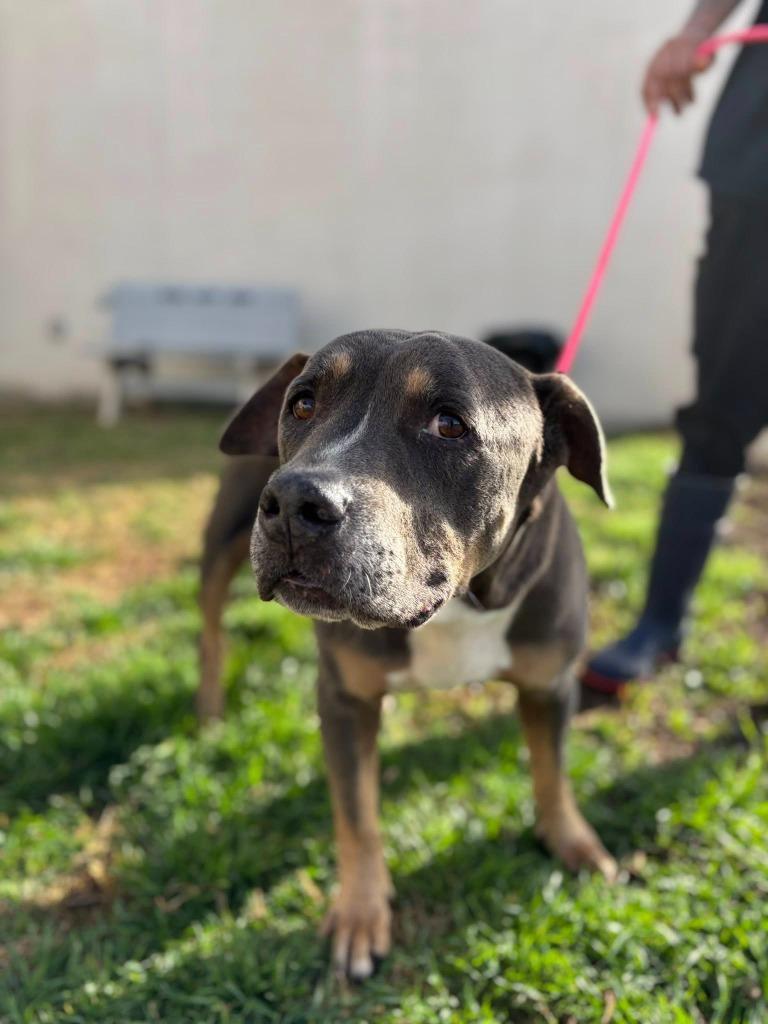 Enlarge Motto*, a Adoptable Pit Bull Terrier in Belton, TX image 2/2