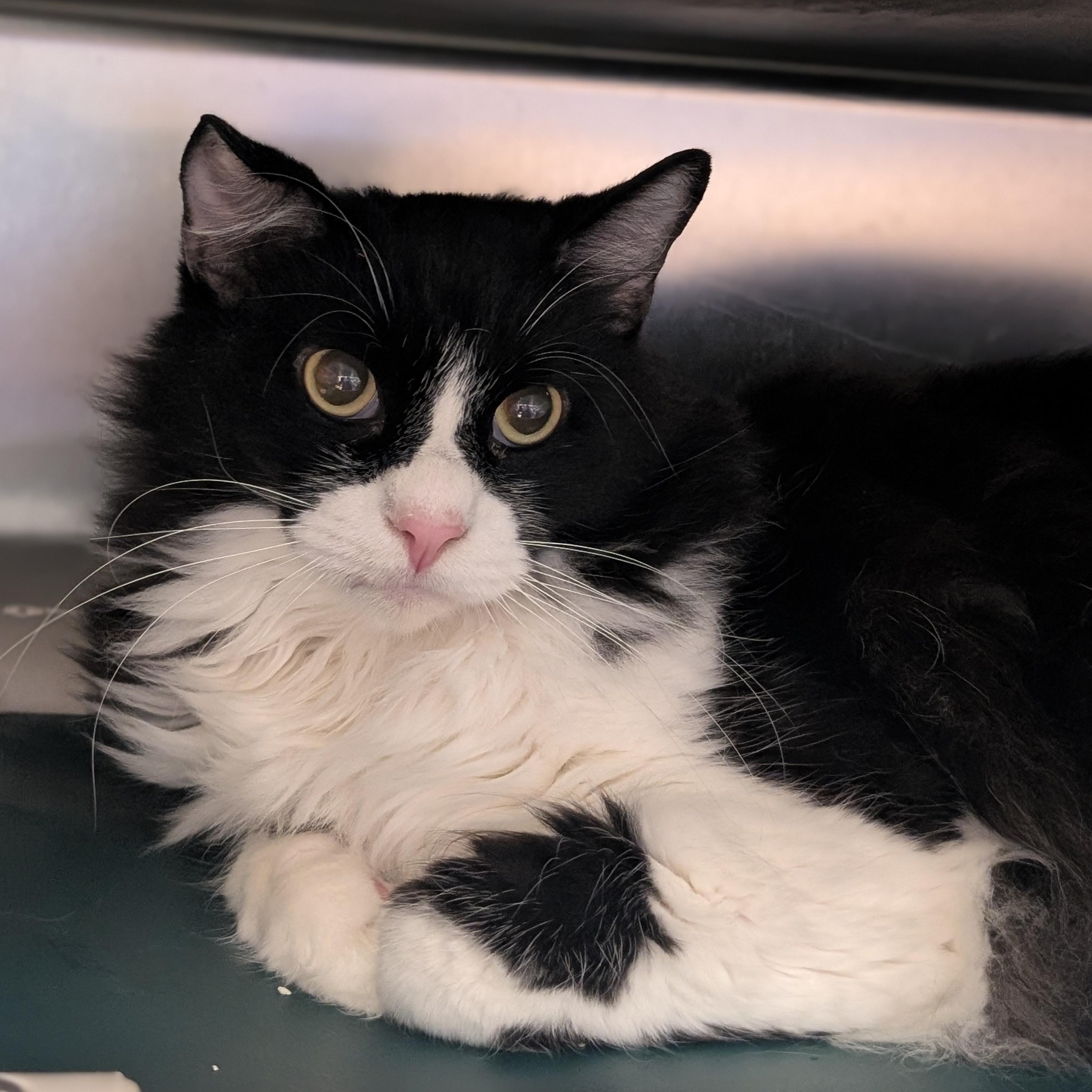 Enlarge Bentley, a Adoptable Domestic Medium Hair in St. Augustine, FL image 1/1