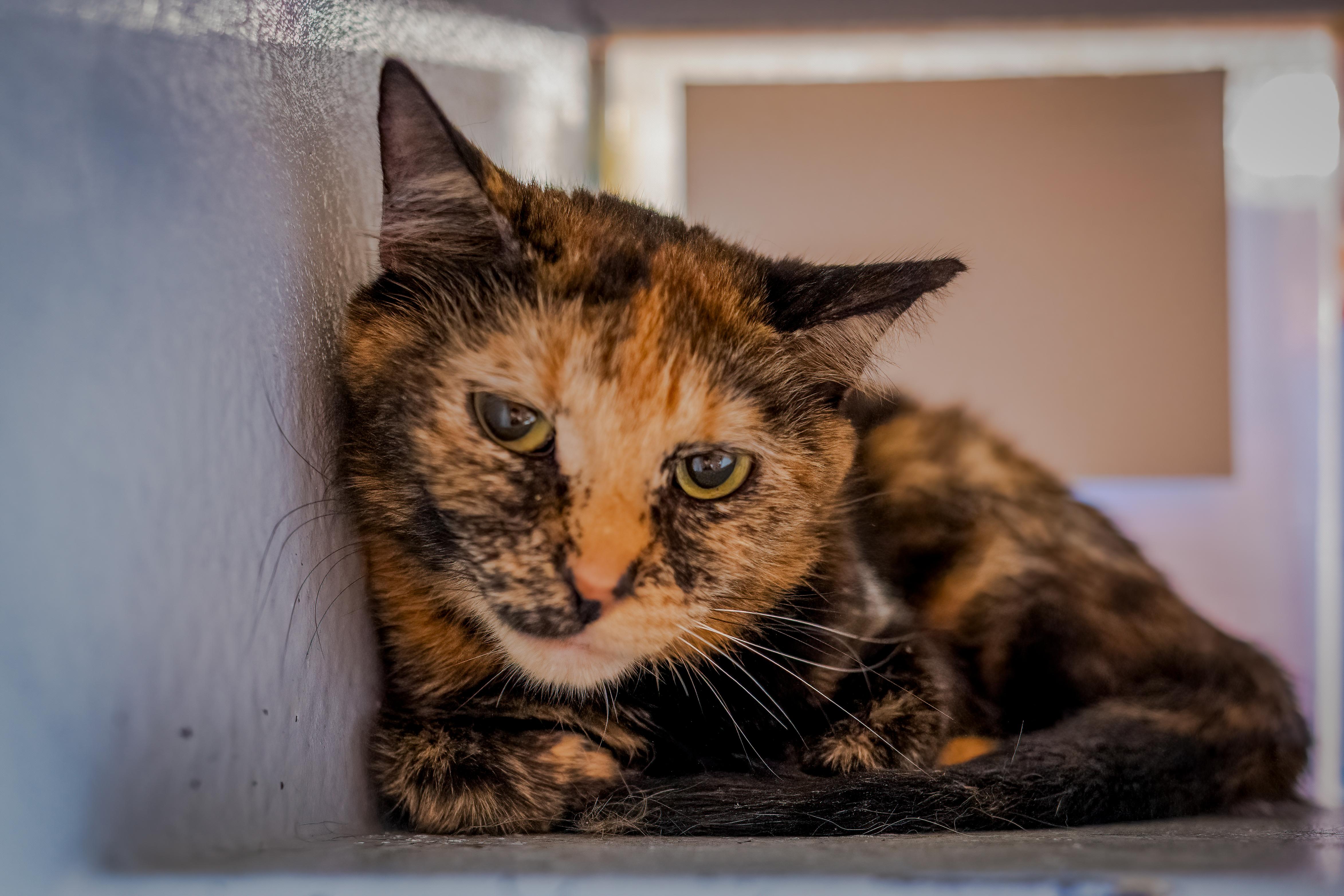 Belladonna (shy but sweet), Adoptable, Young Female Tortoiseshell.
