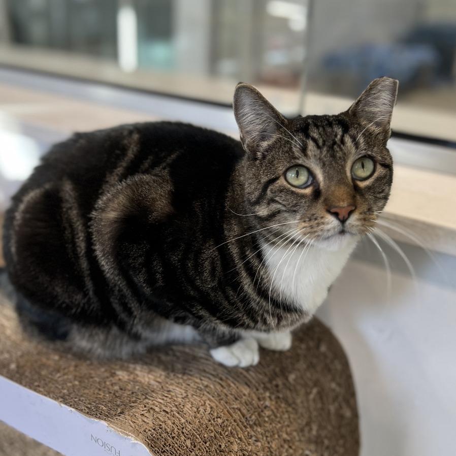 Otis, Adoptable, Adult Male Domestic Short Hair.