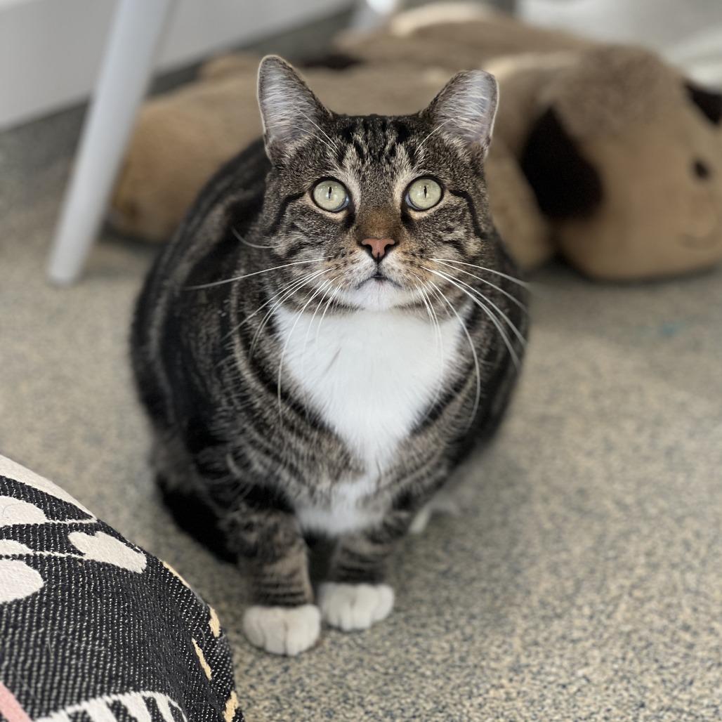 Enlarge Otis, a Adoptable Domestic Short Hair in East Hampton, NY image 2/5