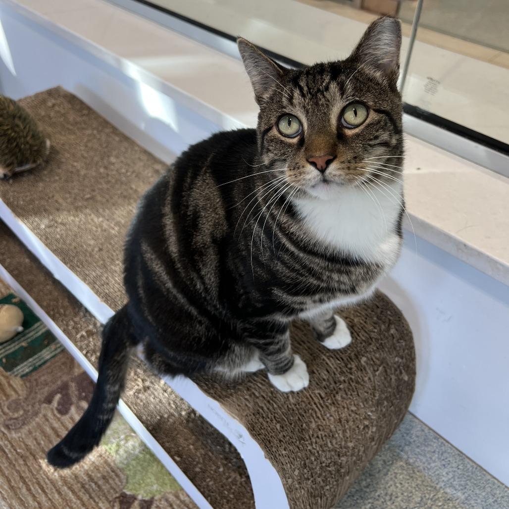 Enlarge Otis, a Adoptable Domestic Short Hair in East Hampton, NY image 3/5