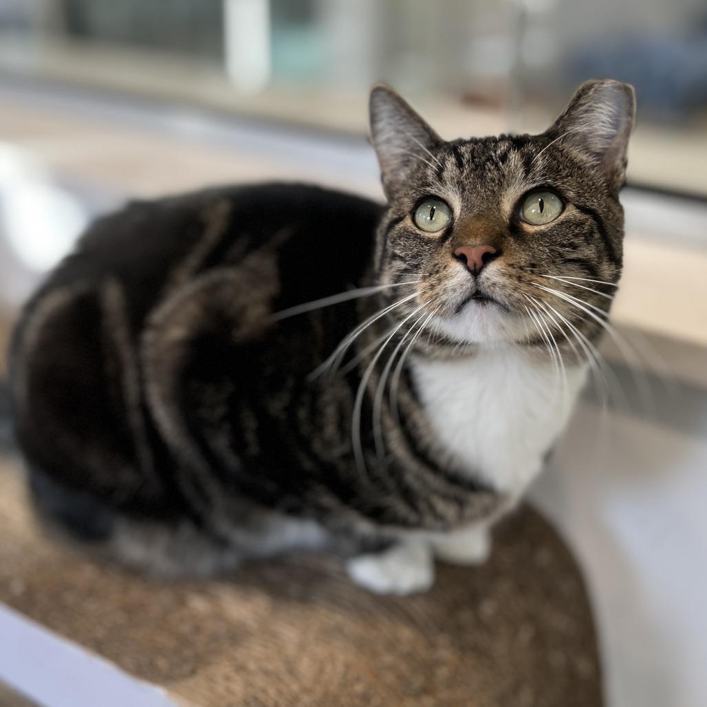 Enlarge Otis, a Adoptable Domestic Short Hair in East Hampton, NY image 4/5