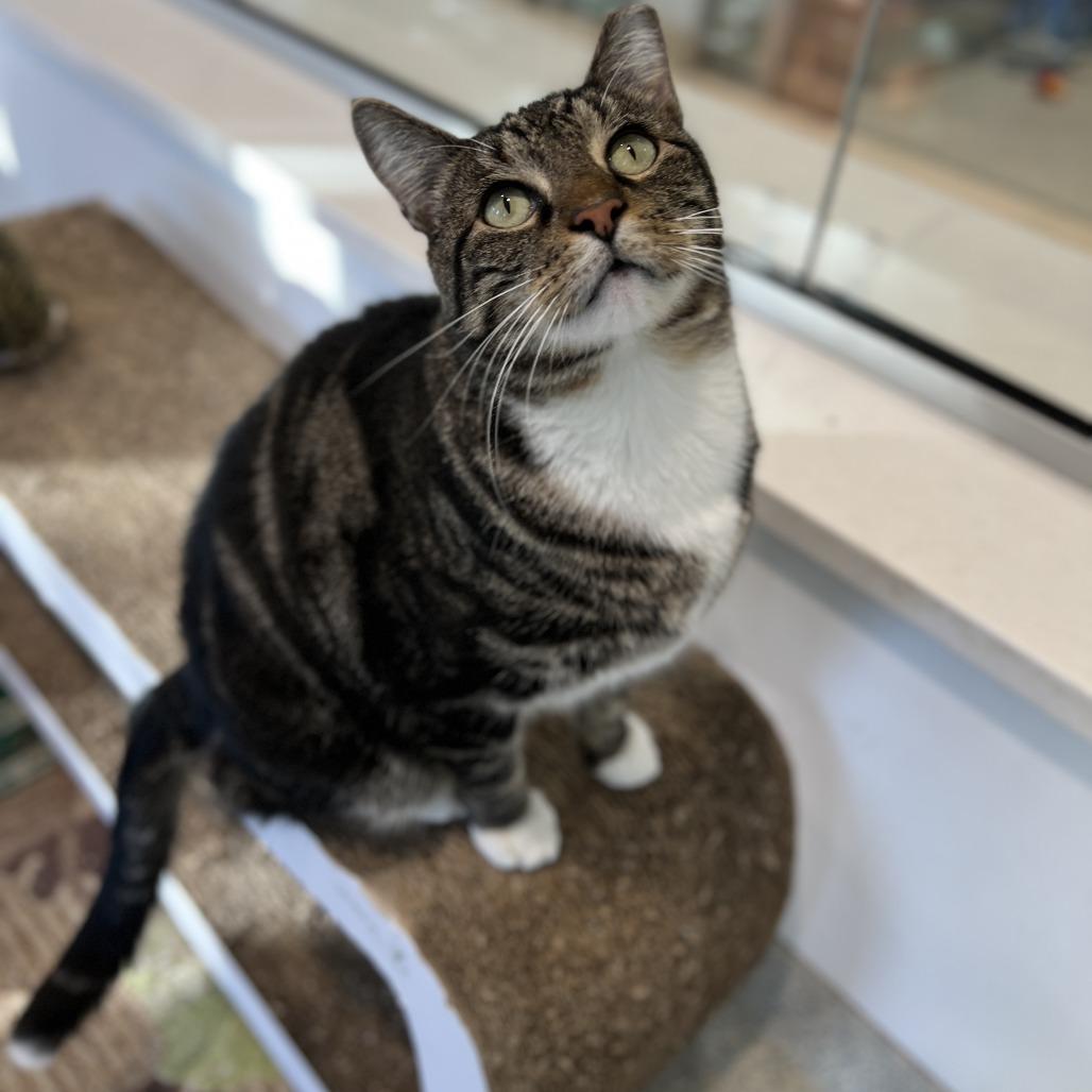 Enlarge Otis, a Adoptable Domestic Short Hair in East Hampton, NY image 5/5