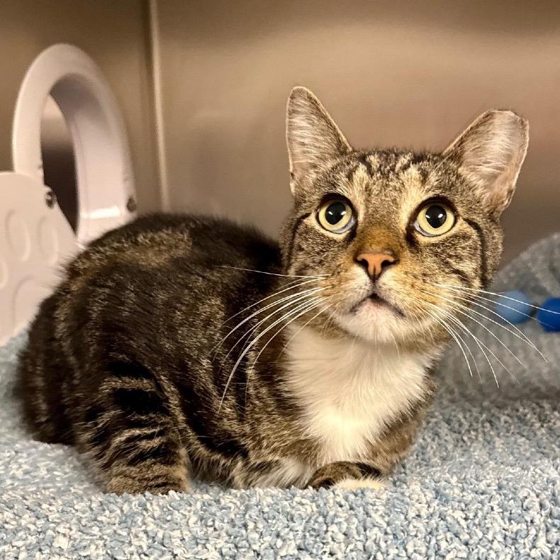 Otis, a Adoptable Domestic Short Hair in East Hampton, NY image 1/2