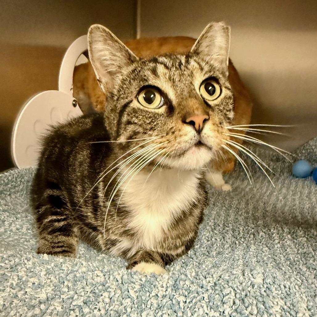 Otis, a Adoptable Domestic Short Hair in East Hampton, NY image 2/2