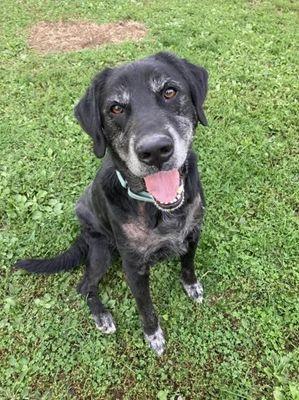 Enlarge Leroy, a Adoptable mixed breed in Williamsport, PA image 3/3