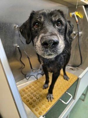 Leroy, a Adoptable mixed breed in Williamsport, PA image 2/2