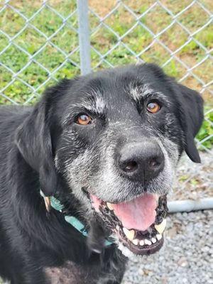 Leroy, Adoptable, Senior Male Black Labrador Retriever.