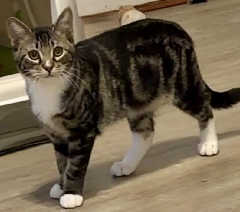 Enlarge Zapdos, a Adopted Domestic Short Hair in Syracuse, NY image 2/5