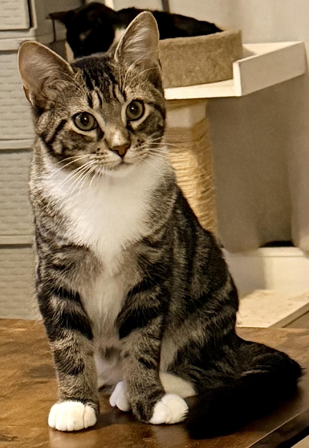 Enlarge Zapdos, a Adopted Domestic Short Hair in Syracuse, NY image 4/5