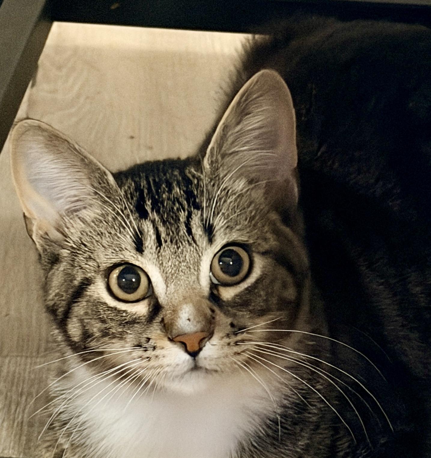 Enlarge Zapdos, a Adopted Domestic Short Hair in Syracuse, NY image 5/5