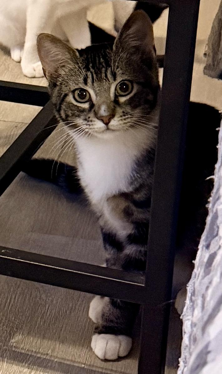 Enlarge Zapdos, a Adopted Domestic Short Hair in Syracuse, NY image 3/5