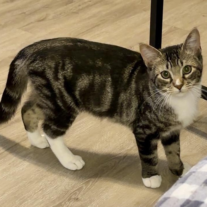 Zapdos, Adopted, Kitten Male Domestic Short Hair.