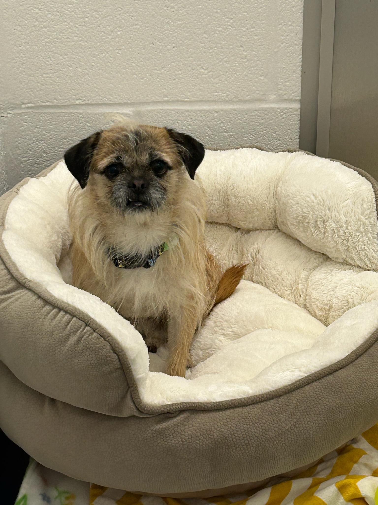 Lucero, ADOPTABLE, Adult Male Pug & Border Terrier.