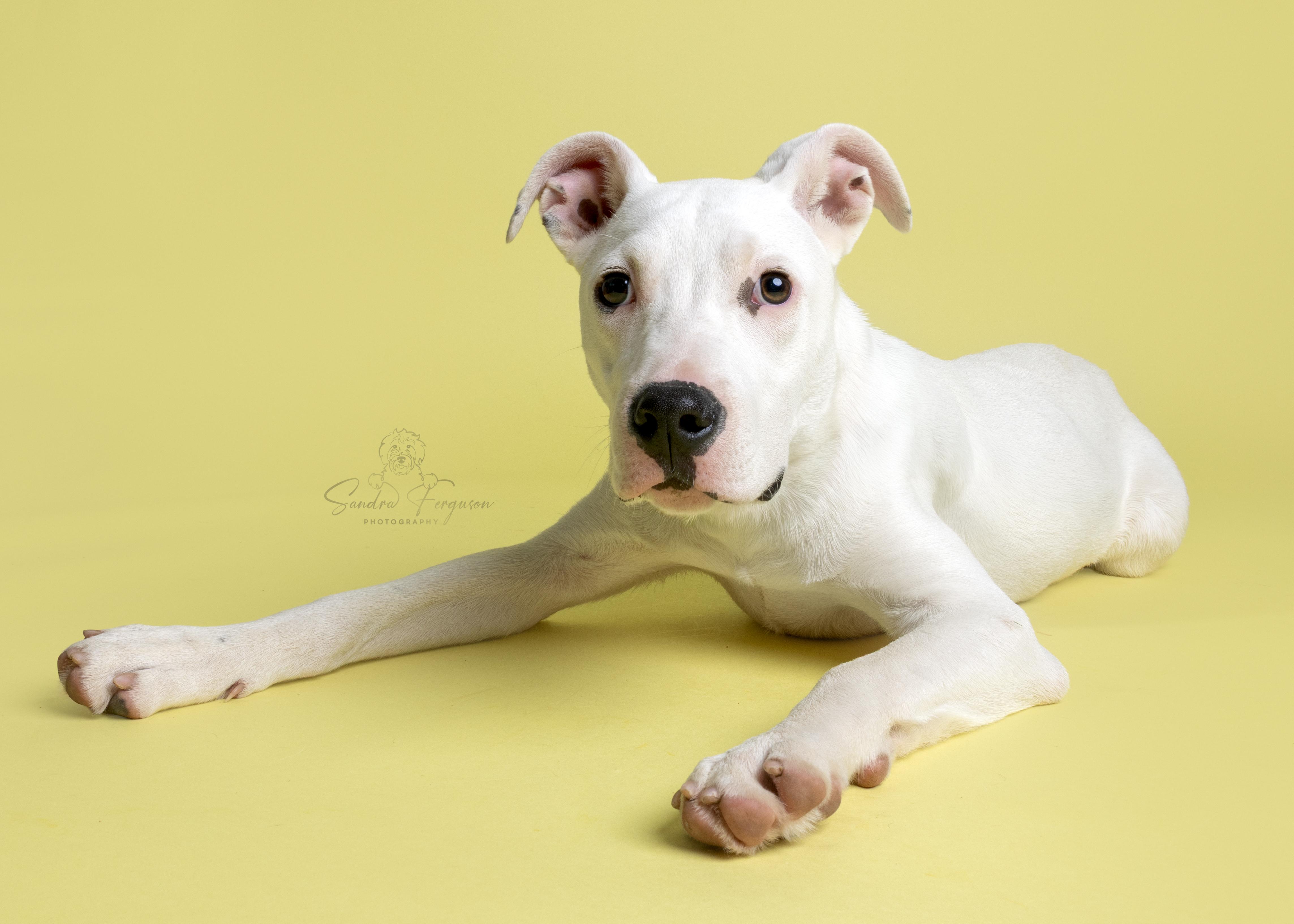 Irving, ADOPTABLE, Puppy Male Pit Bull Terrier.
