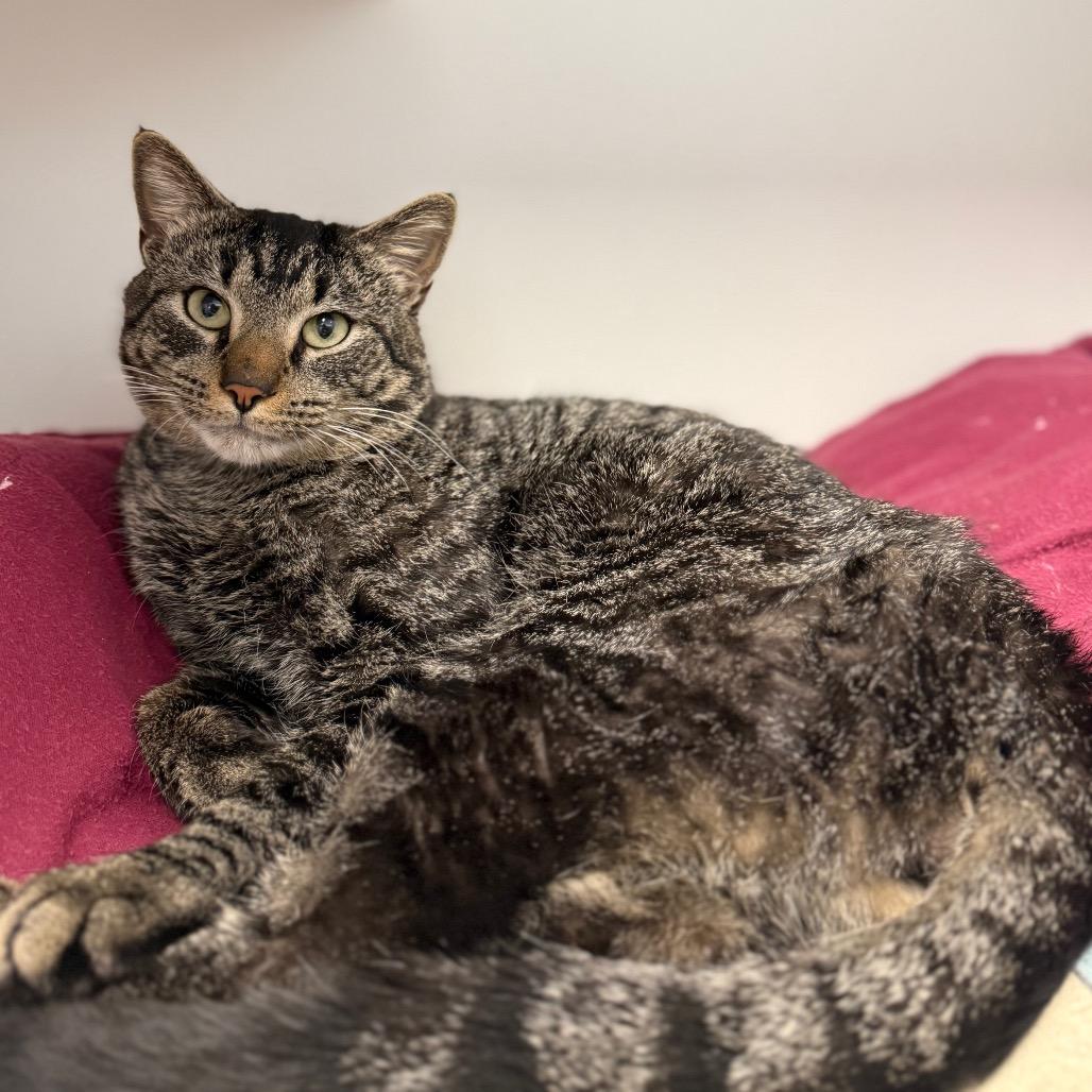 Enlarge Neal, a Adoptable Domestic Short Hair in Tulsa, OK image 1/2