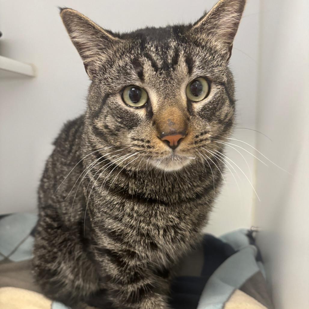 Enlarge Neal, a Adoptable Domestic Short Hair in Tulsa, OK image 2/2