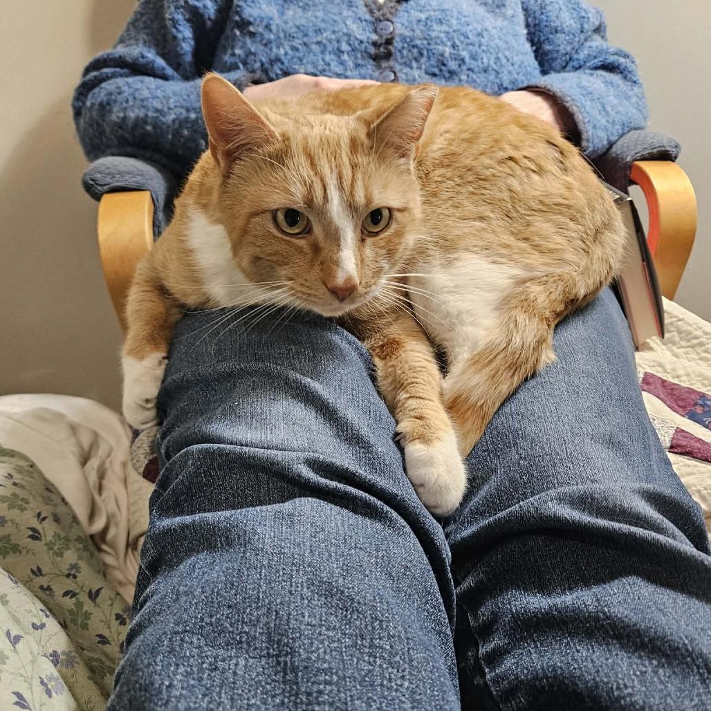 Chili, Adoptable, Adult Male Domestic Short Hair.