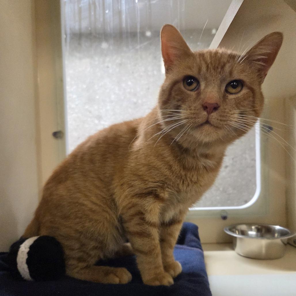 Enlarge Stewie, a Adoptable Domestic Short Hair in Hinsdale, IL image 1/1