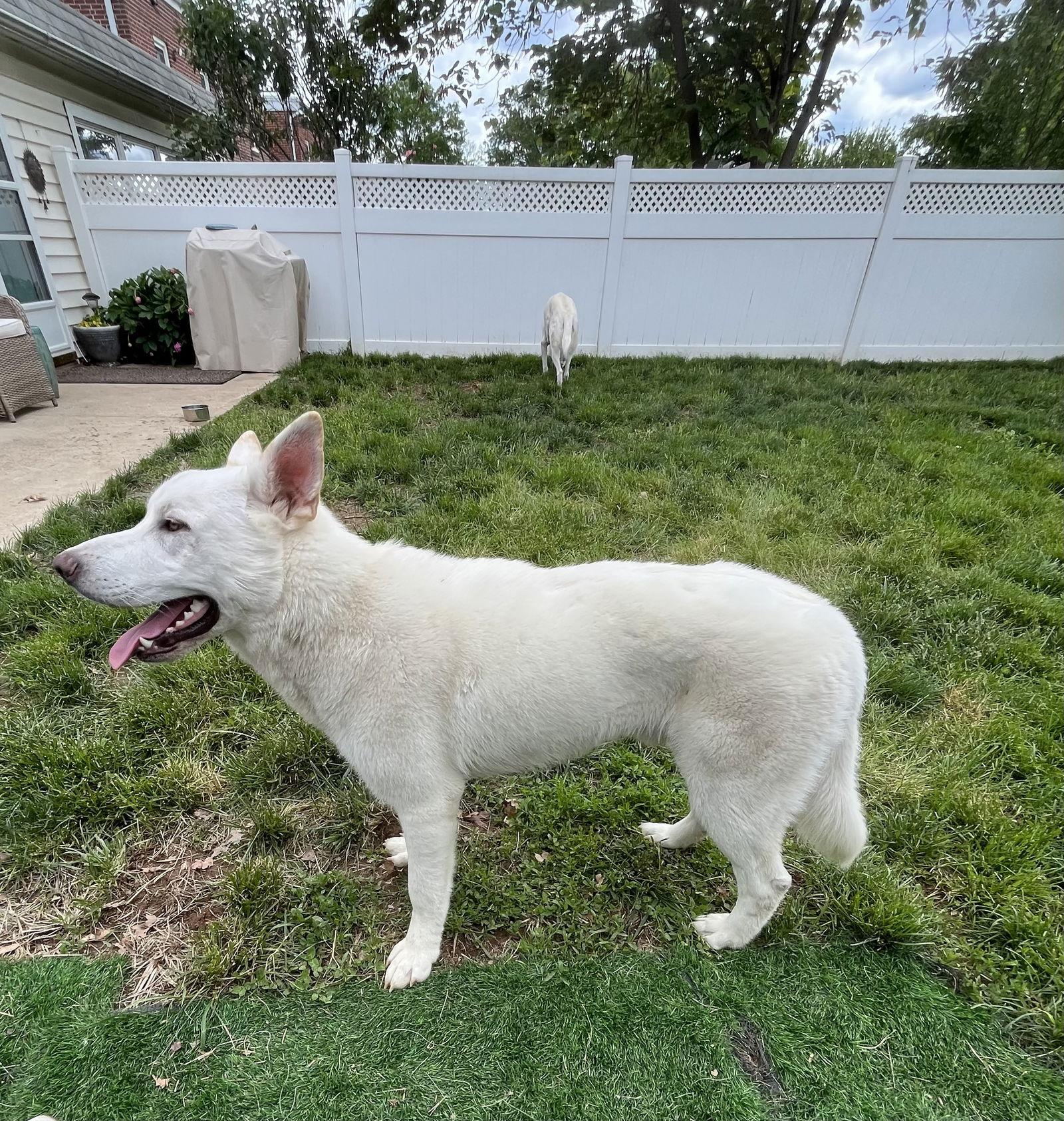 Enlarge Boscoe, a Adopted White German Shepherd in Londonderry, NH image 1/3