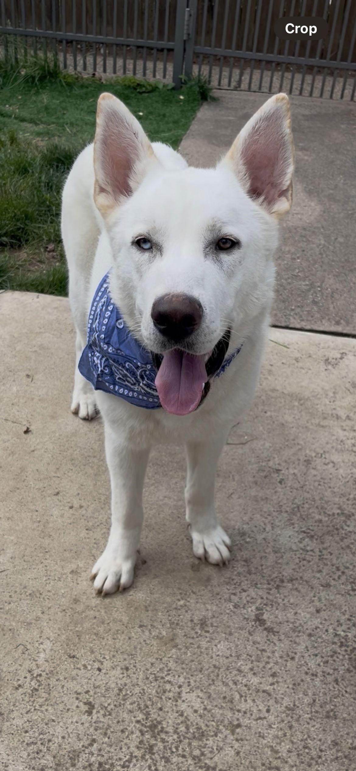 Enlarge Boscoe, a Adopted White German Shepherd in Londonderry, NH image 2/3