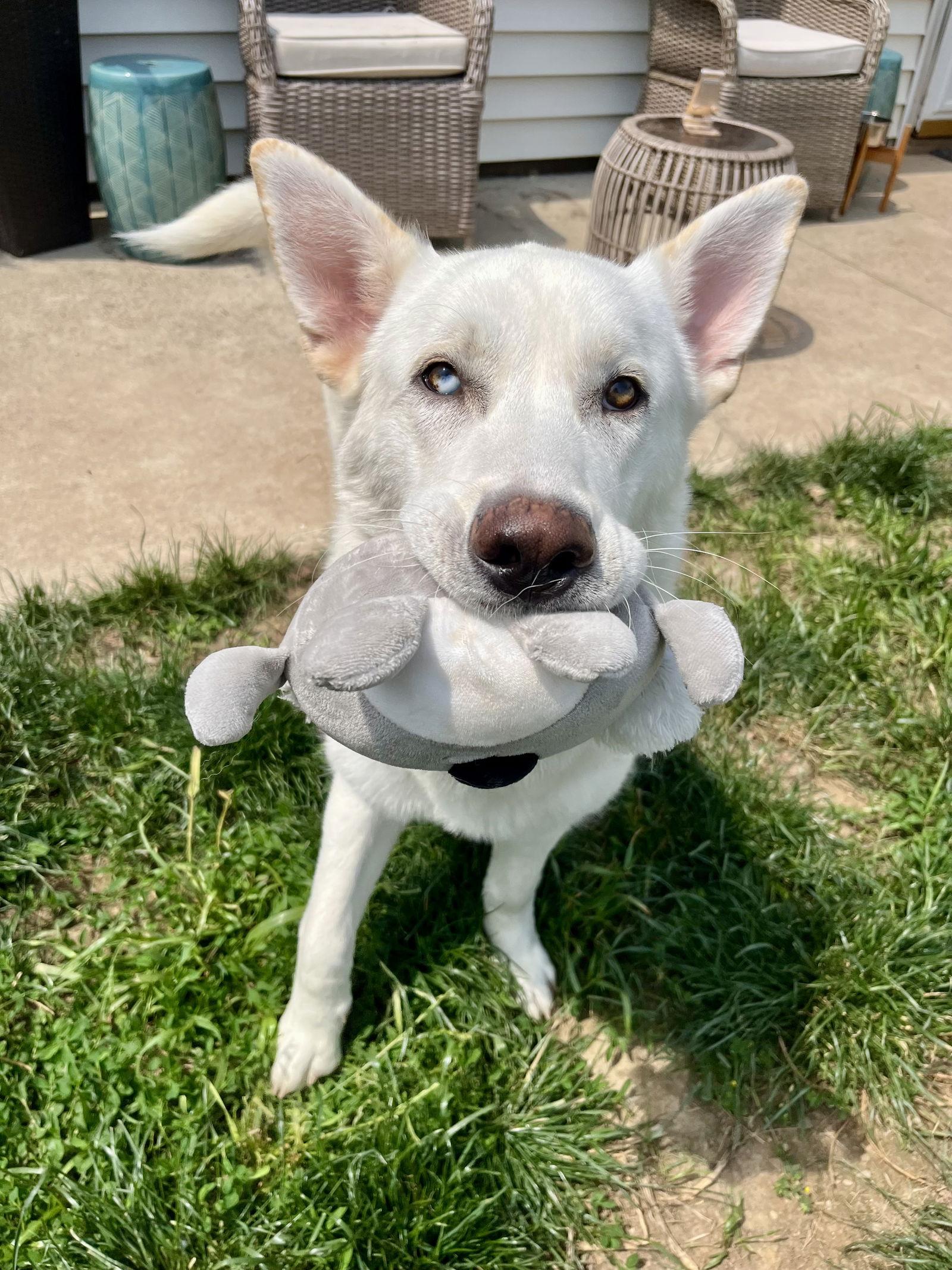 Enlarge Boscoe, a Adopted White German Shepherd in Londonderry, NH image 3/3