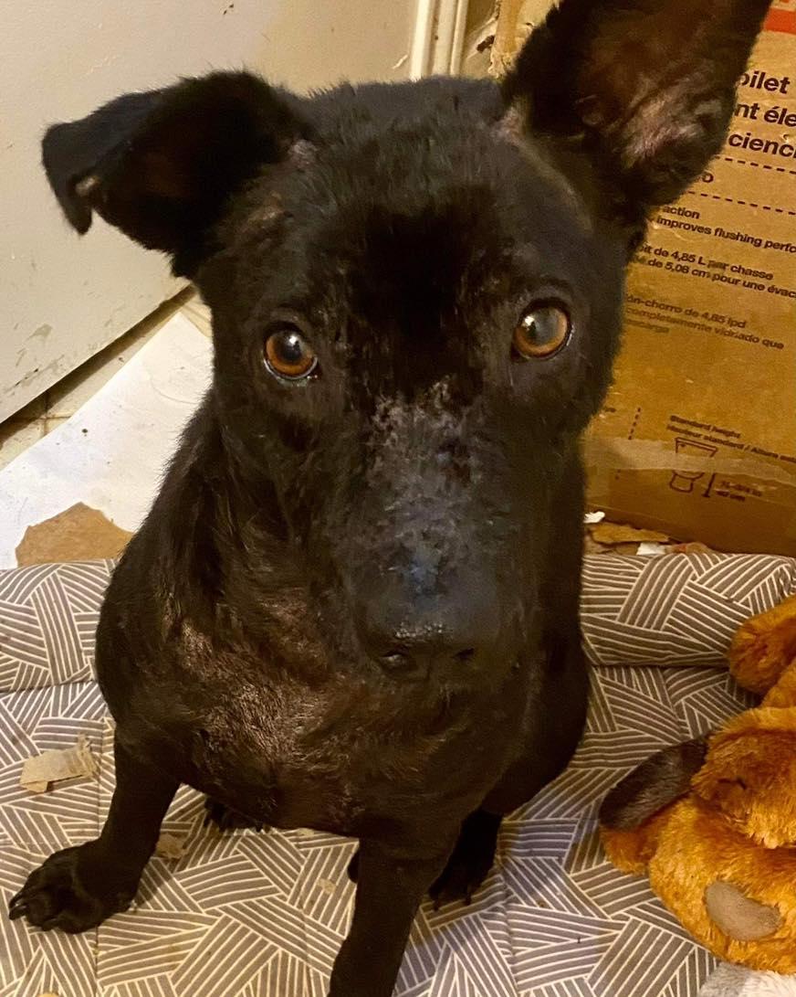 Enlarge Blossom, a Adoptable mixed breed in Houston, TX image 1/5