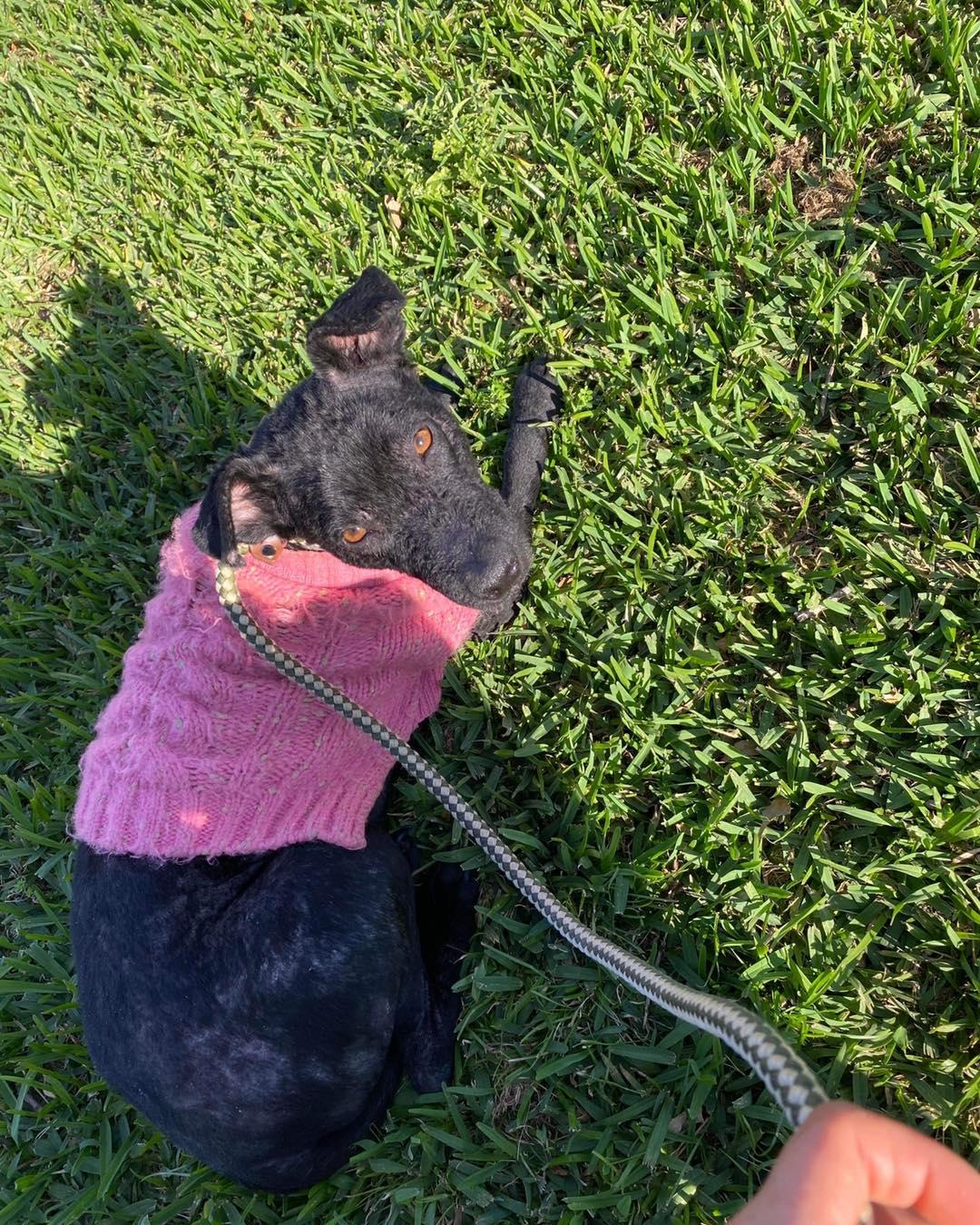 Enlarge Blossom, a Adoptable mixed breed in Houston, TX image 2/5