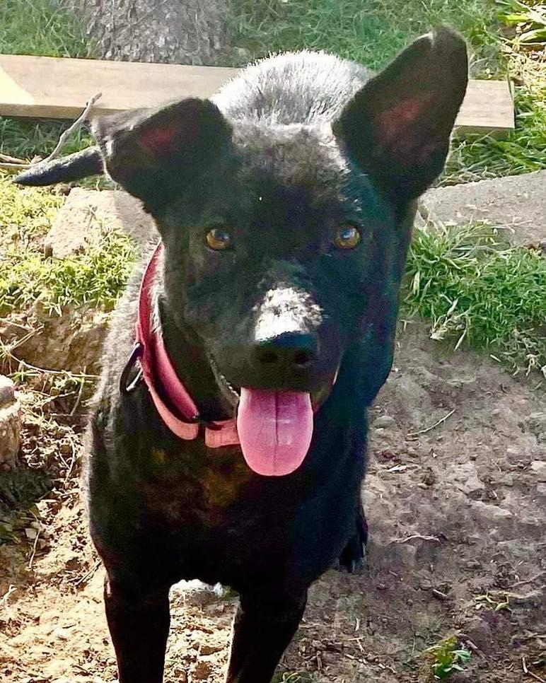 Enlarge Blossom, a Adoptable mixed breed in Houston, TX image 3/5