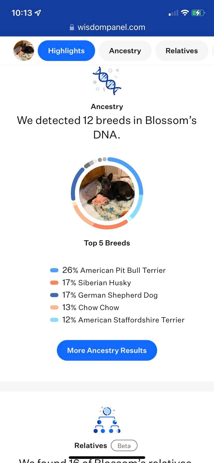 Enlarge Blossom, a Adoptable mixed breed in Houston, TX image 4/5