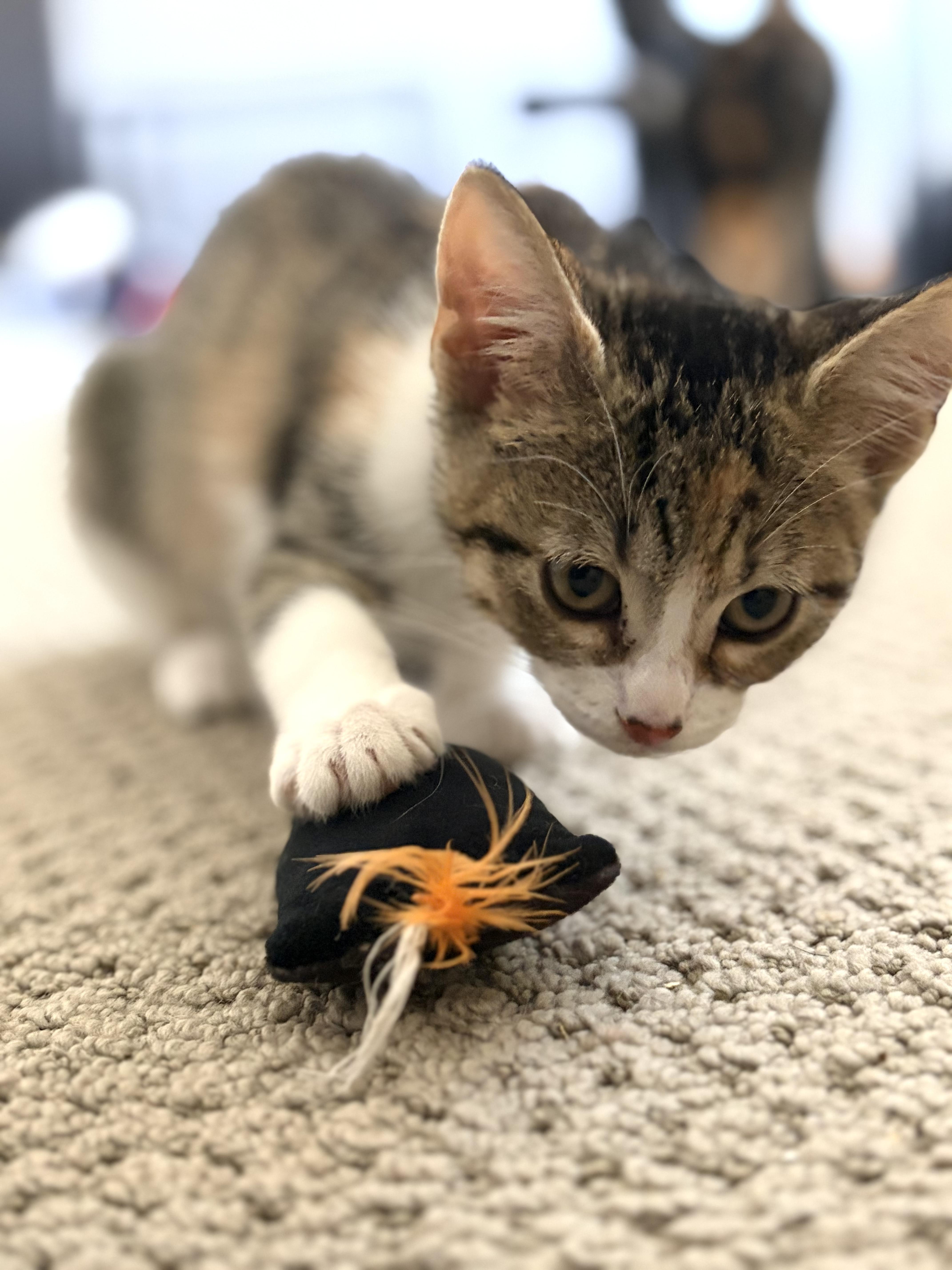 Chevy, a ADOPTABLE Domestic Short Hair in oxnard, CA image 3/4