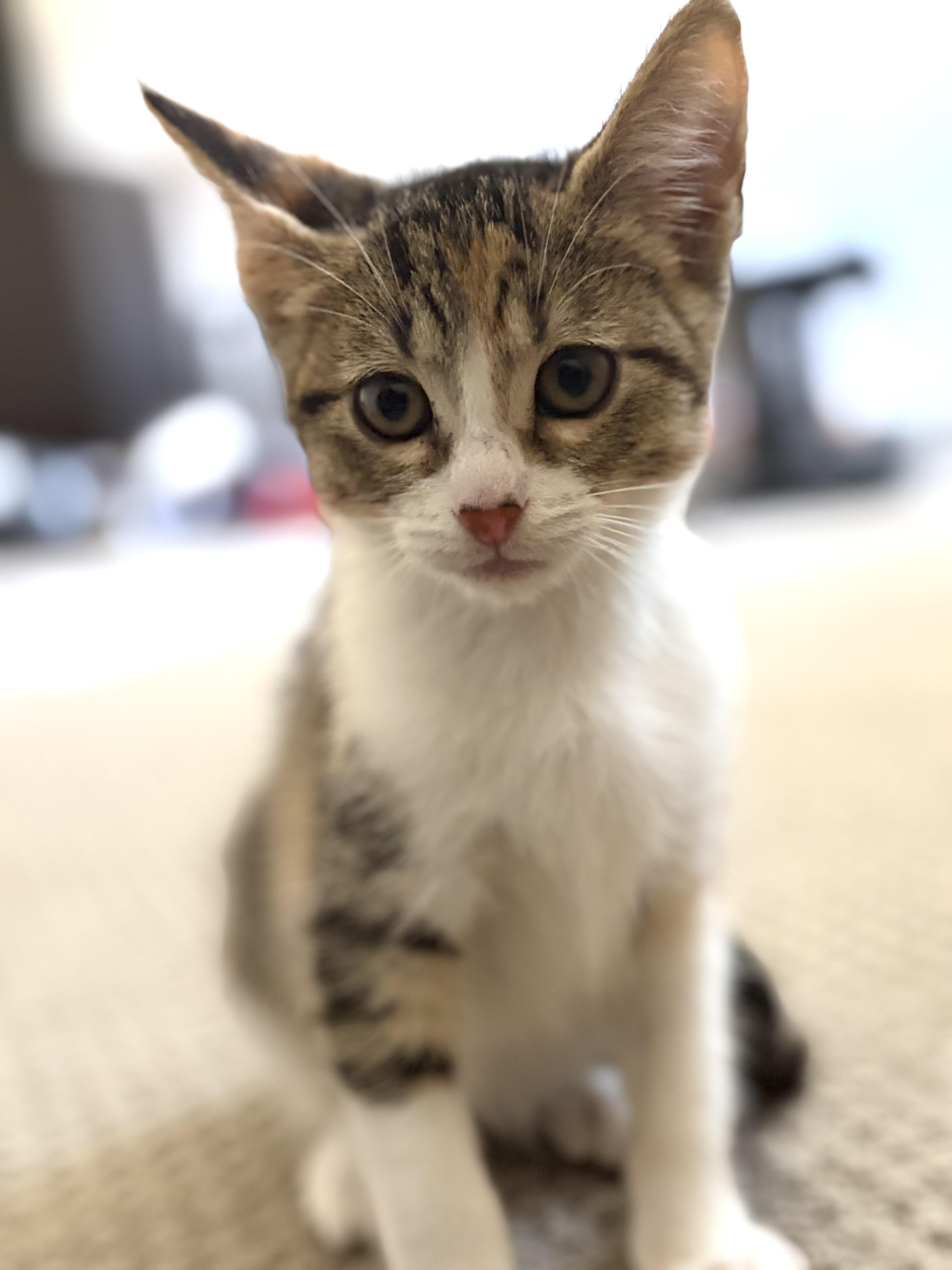 Chevy, a ADOPTABLE Domestic Short Hair in oxnard, CA image 2/4