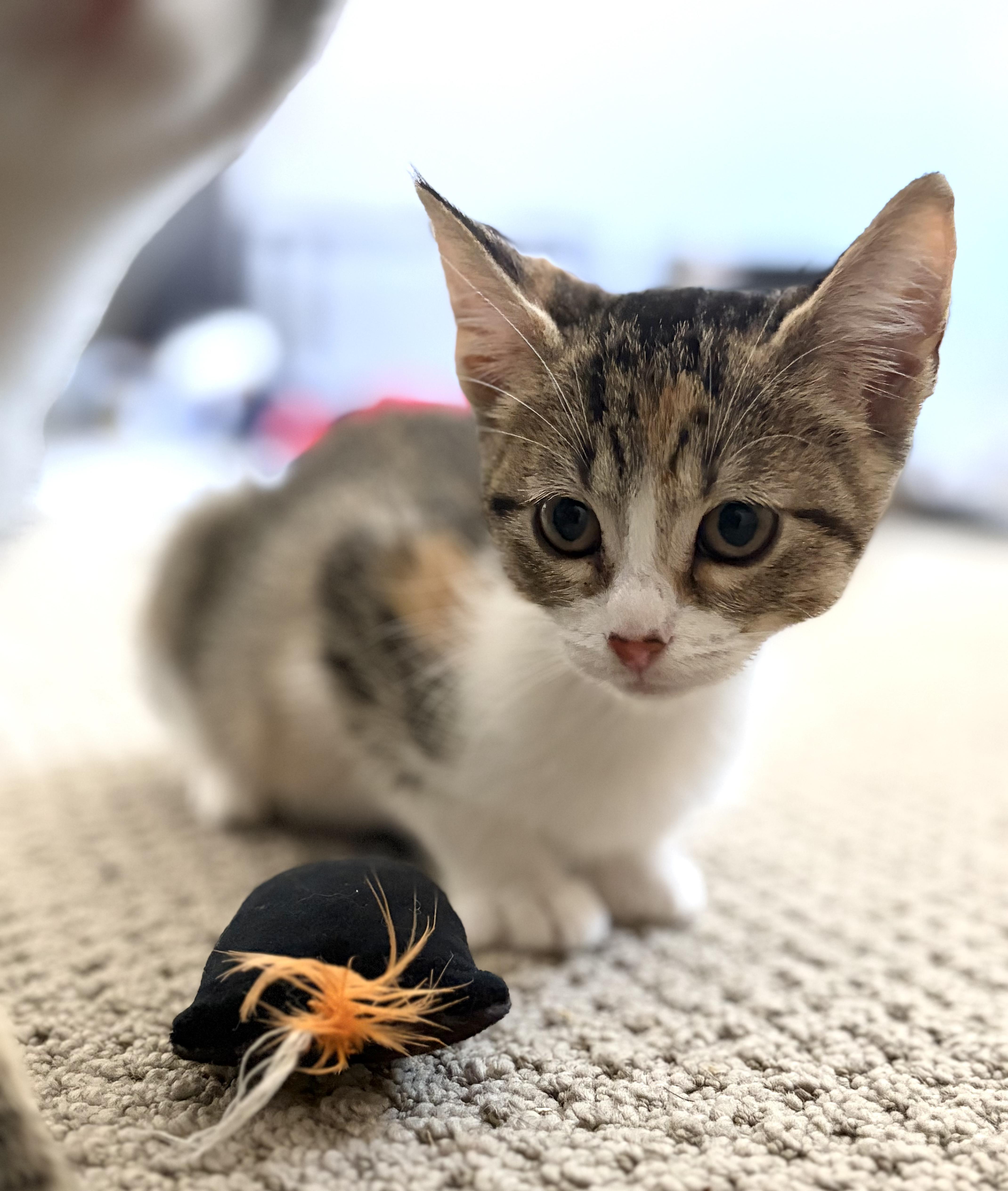 Chevy, a ADOPTABLE Domestic Short Hair in oxnard, CA image 4/4