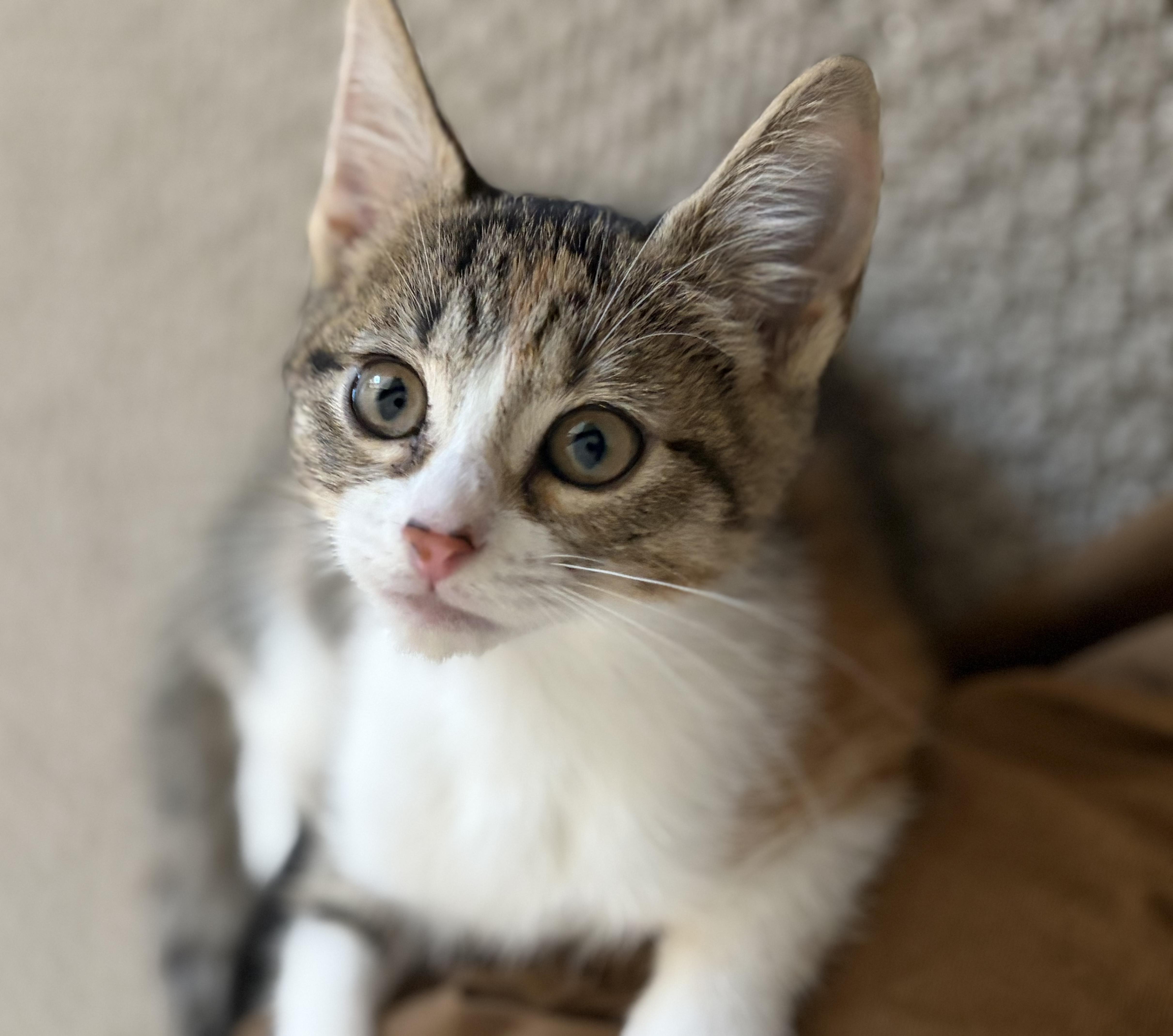 Chevy, ADOPTABLE, Kitten Female Domestic Short Hair.