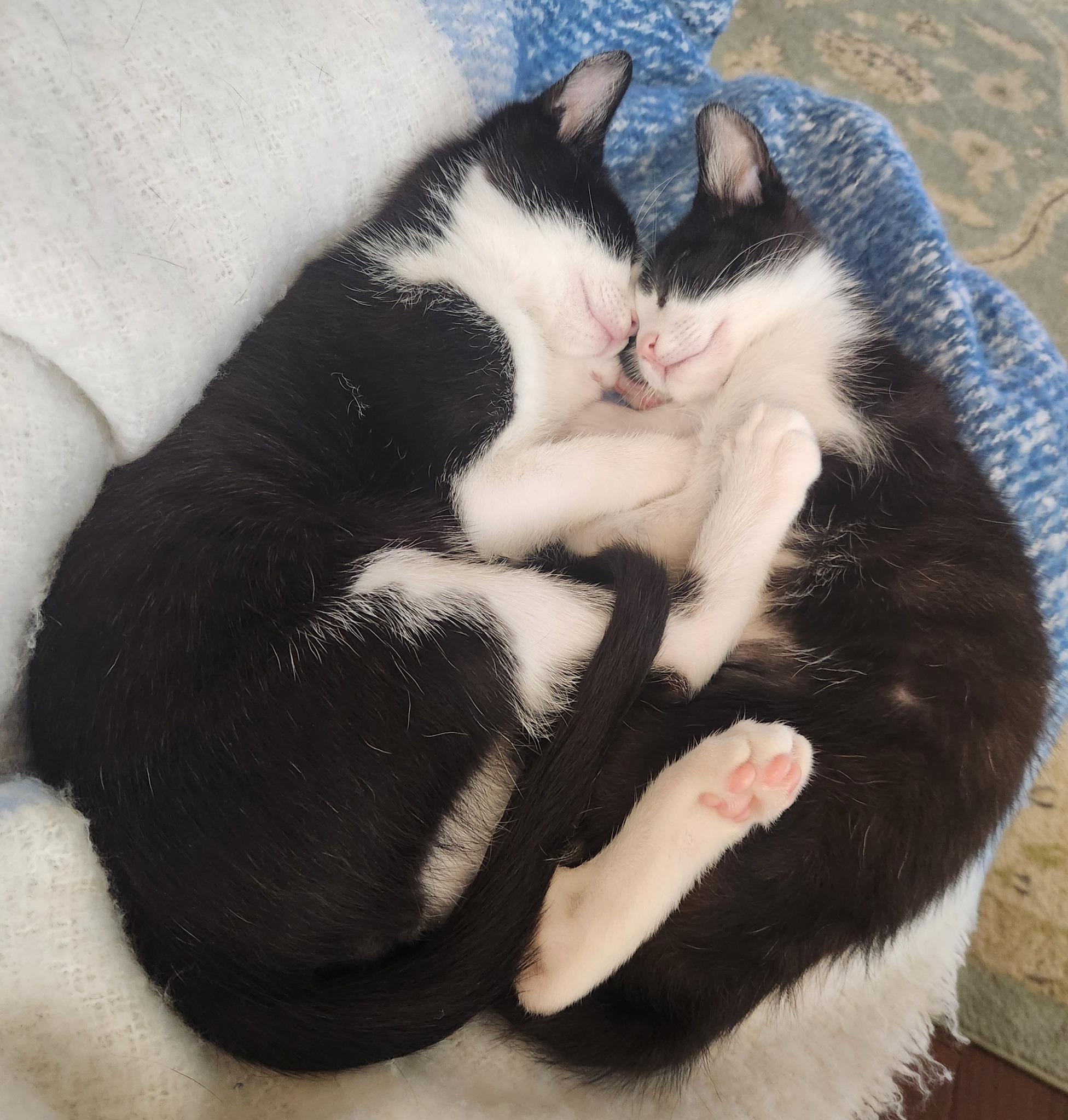 Enlarge Hugo & Vera (Brother and Sister), an adopted Domestic Short Hair in Fort Mill, SC image 2/2