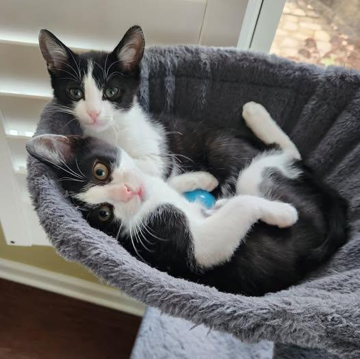 Hugo & Vera (Brother and Sister), adopted, Young Male Domestic Short Hair.