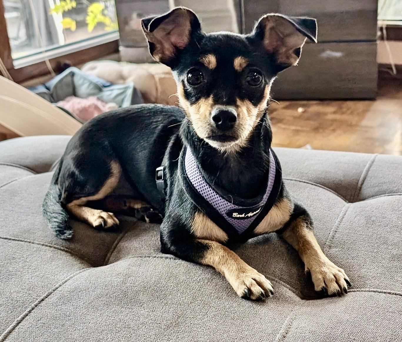 Enlarge Piper, a Adoptable mixed breed in Castro Valley, CA image 2/2