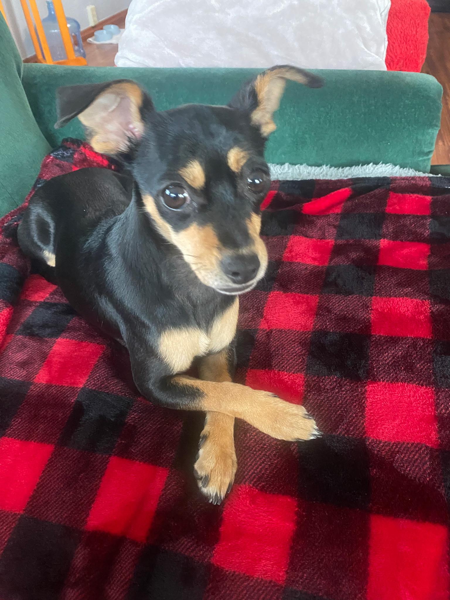 Piper, Adoptable, Young Female Miniature Pinscher & Chihuahua.