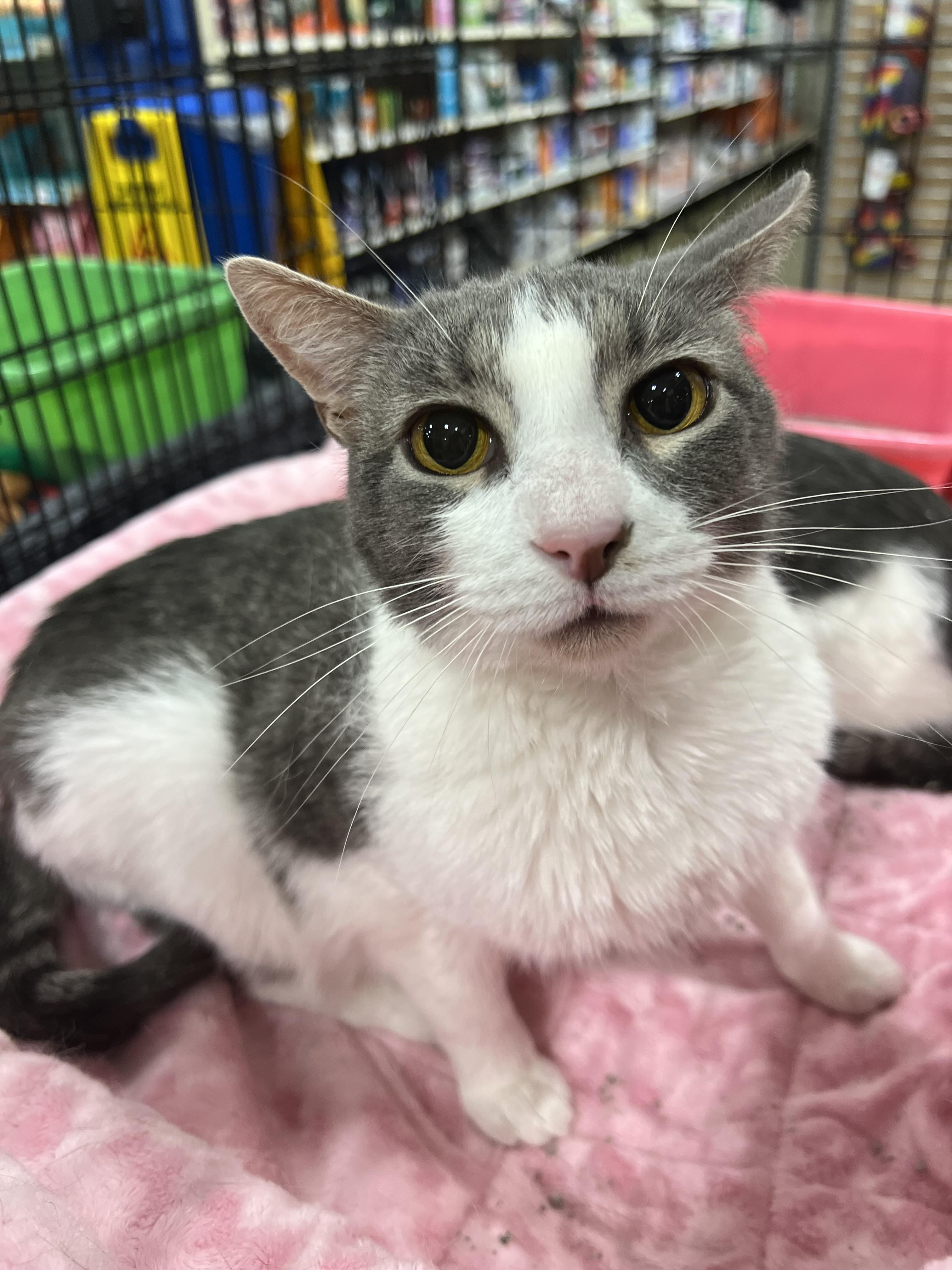 Donny, an adoptable Domestic Short Hair in Memphis, TN, 38120 | Photo Image 5