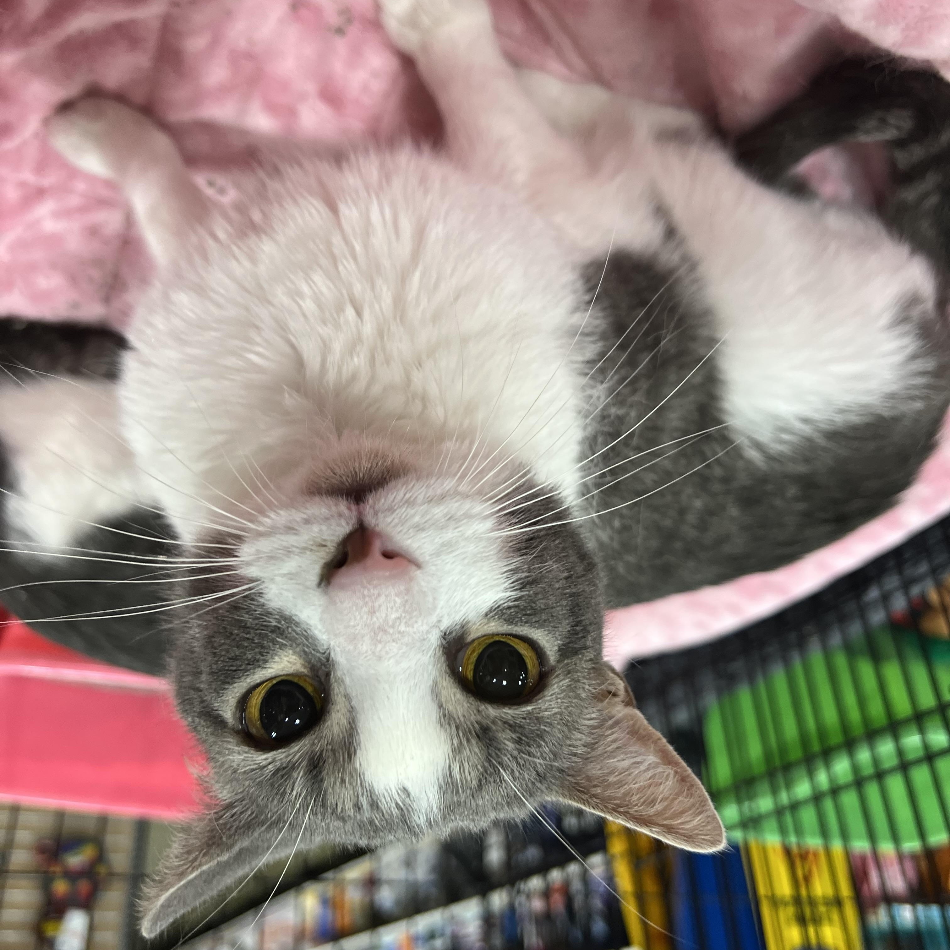 Enlarge Donny, a Adoptable Domestic Short Hair in Memphis, TN image 2/6